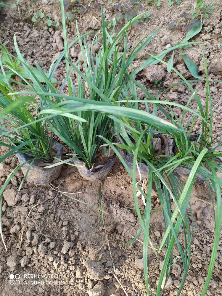 麦冬草小苗 沿阶草批发 青州麦冬草价格