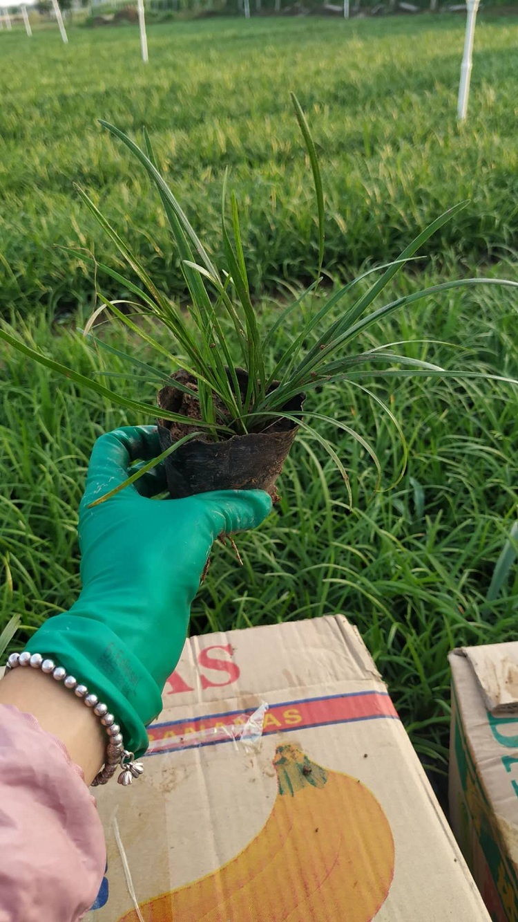 麦冬草 多芽麦冬草 营养钵麦冬草