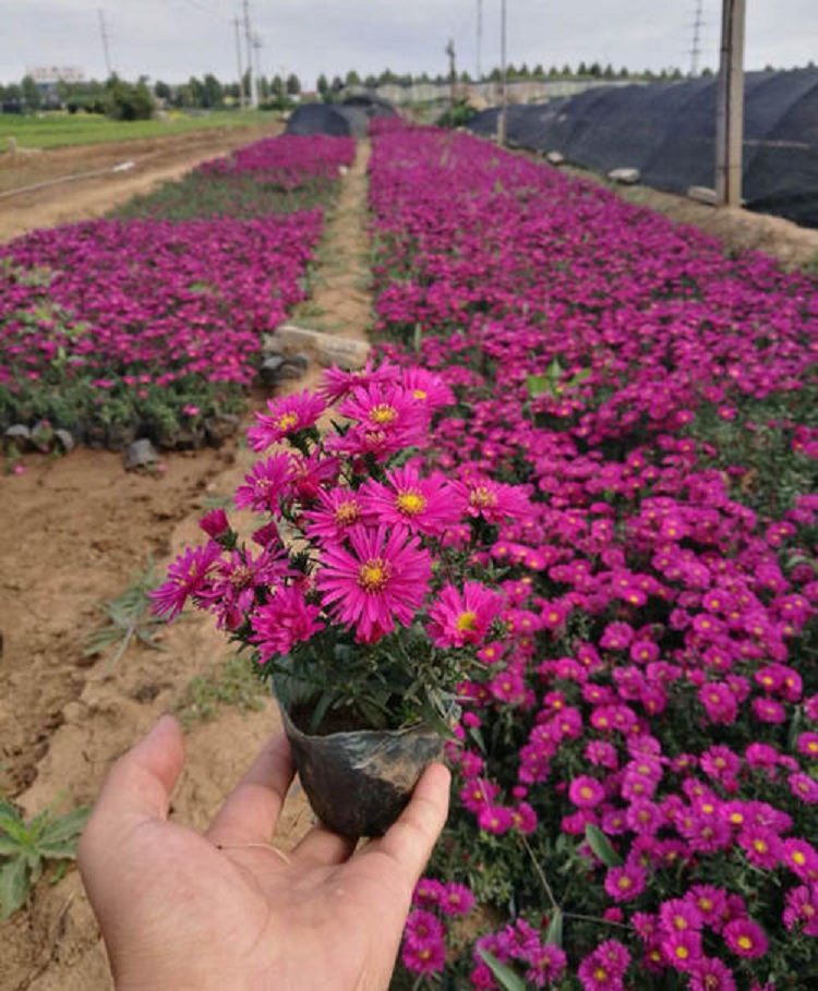 荷兰菊 荷兰菊杯苗 切鲜花 荷兰菊盆栽