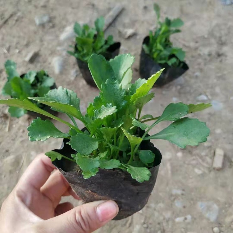 大滨菊