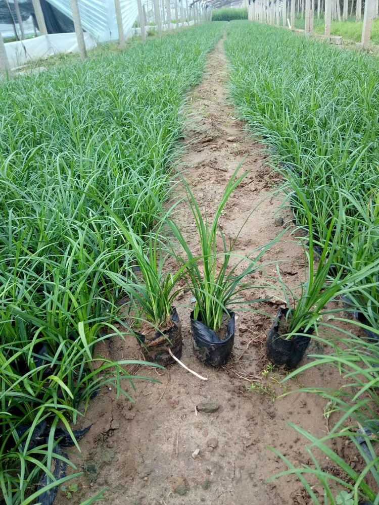公园绿化沿阶草批发 顺和花卉 麦冬草 四季常青沿阶草产地