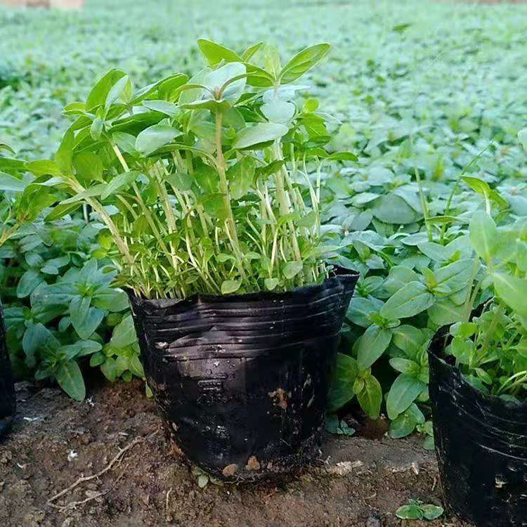 千屈菜 千屈菜批发 湿地绿化 苗圃培育小苗