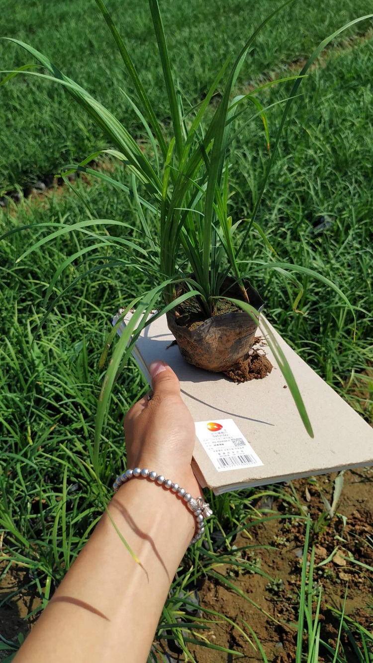 沿阶草 顺和花卉 沿阶草批发价格