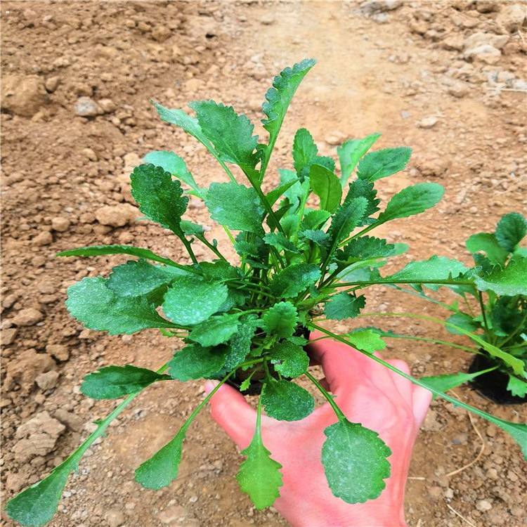 大滨菊批发 大滨菊种植基地
