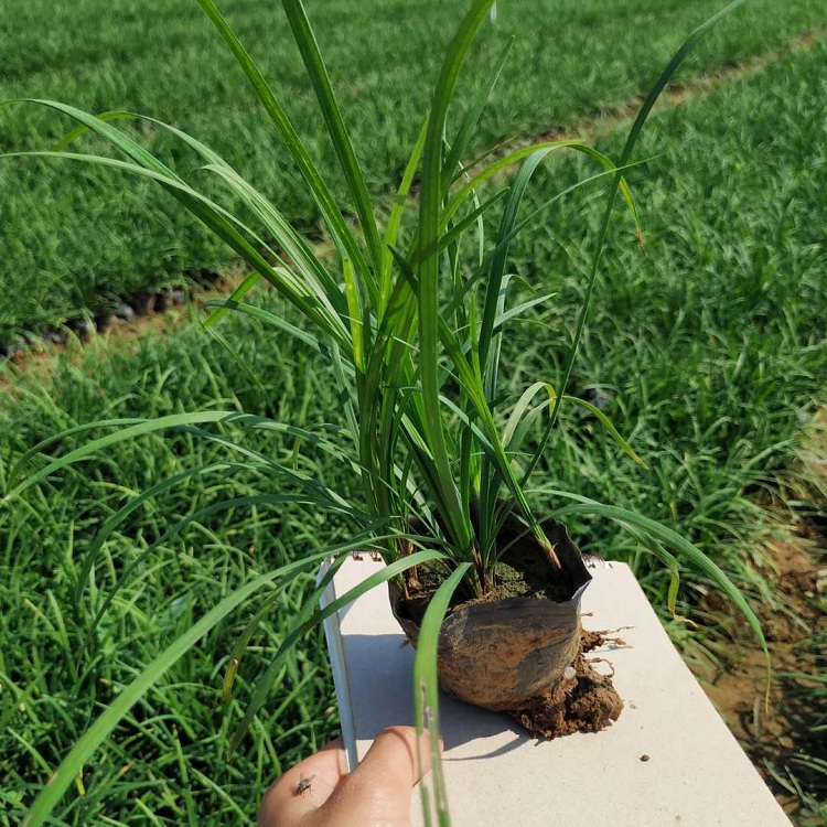麦冬草批发 顺和花卉 基地出售 四季常绿沿阶草
