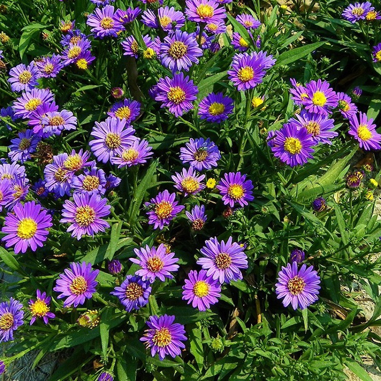 荷兰菊 顺和花卉 荷兰菊批发价格