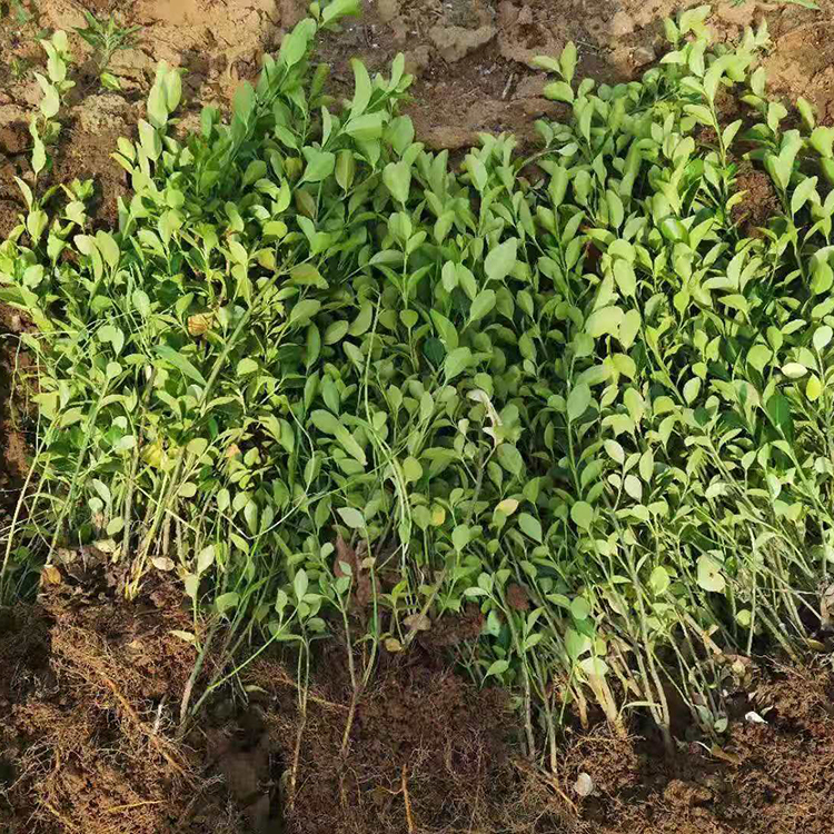 常绿植物 大叶黄杨供应商 来远创 黄杨种植基地