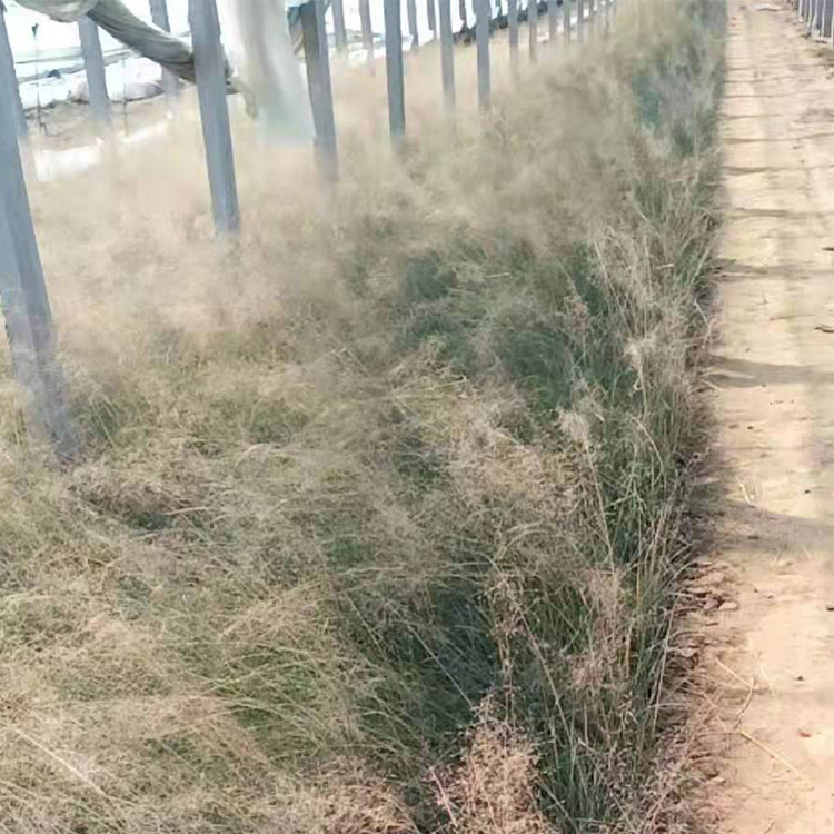 暖季型植物 滨州粉黛乱子草小苗批发 来远创花卉
