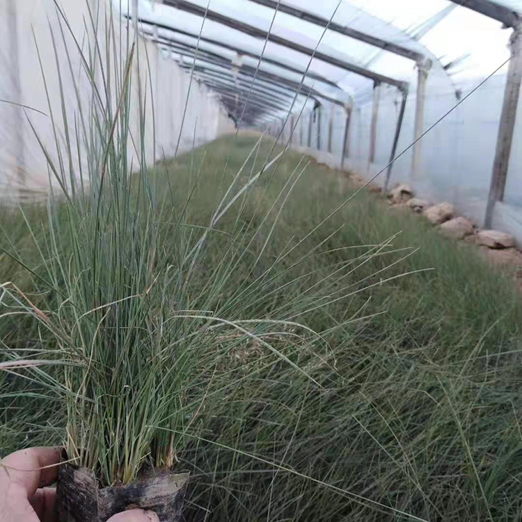 暖季型植物 粉黛乱子草小苗批发 