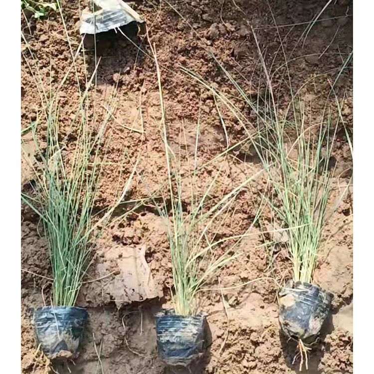 粉黛乱子草 多年生草本植物 远创供应粉黛乱子草小苗