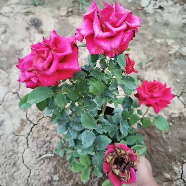 大花多色月季价格  大花多色月季基地