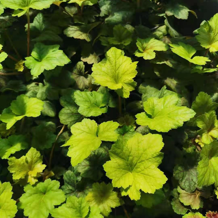 观叶植物 矾根小苗供应 好成活 远创基地批发