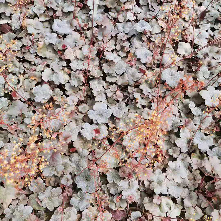 矾根 多年生常绿草本花卉 矾根小苗批发 观叶植物