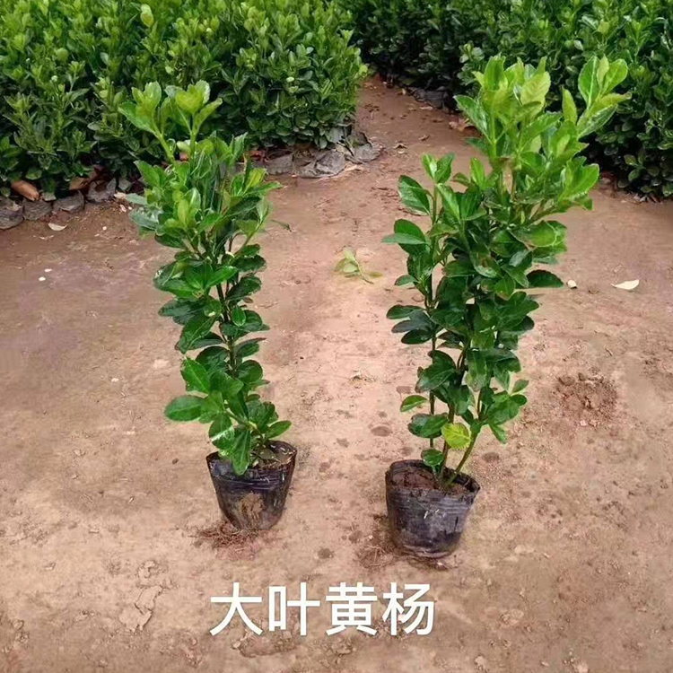 大叶黄杨冬青价格  大量供应大叶黄杨
