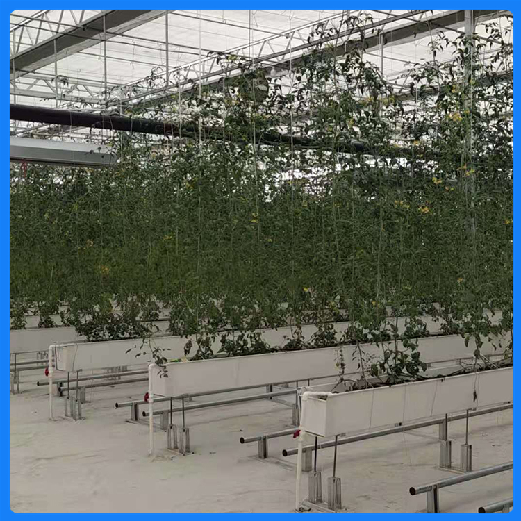 辰昊蔬菜种植 连栋薄膜温室 投入成本少