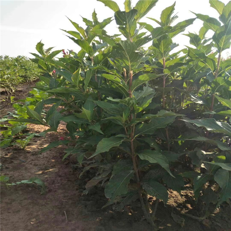 山东红王子锦带培育基地 红王子锦带批发价格 红王子锦带种植厂家