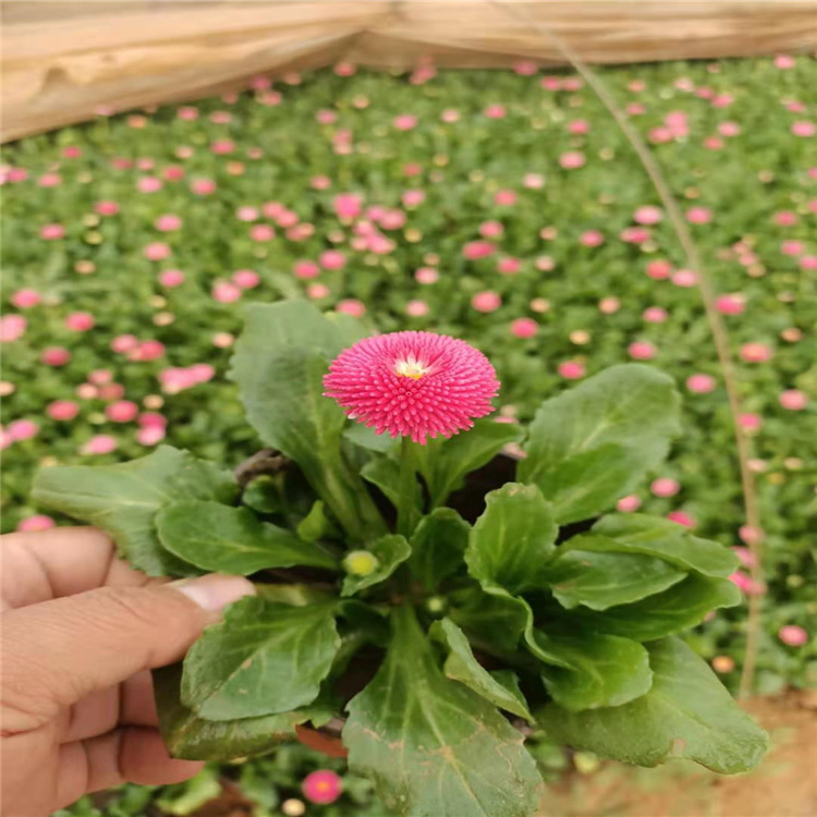 雏菊培育基地 双色盆雏菊价格 雏菊有卖 山东青州雏菊销售
