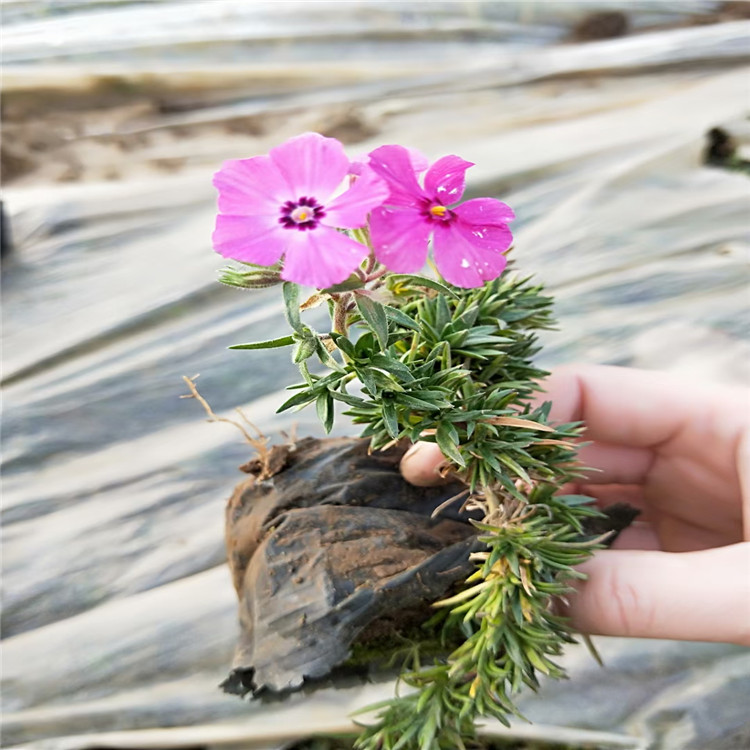 丛生福禄考销售 福禄考价格 芝樱培育基地 山东青州花海花卉批发