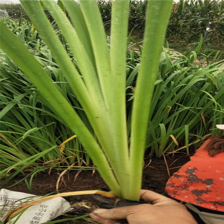 黄菖蒲批发 水生鸢尾价格 山东青州黄菖蒲精选厂家 江瑞园艺水生植物供应商