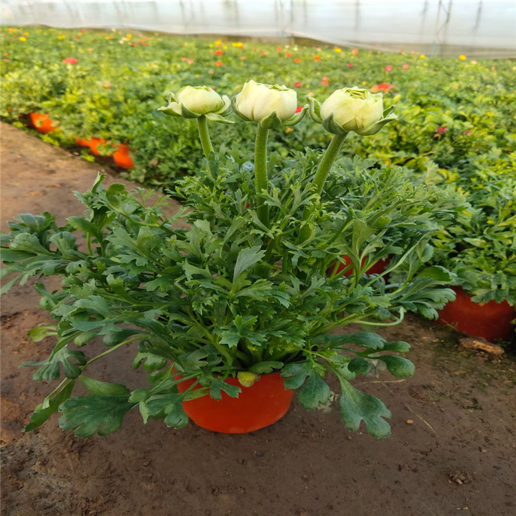 山东青州芹叶牡丹价格 芹叶牡丹基地 盆栽芹叶牡丹种植批发 江瑞花卉