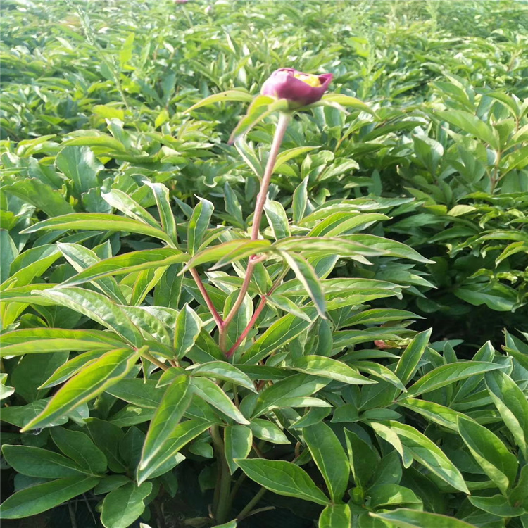 绿化芍药价格 盆栽芍药基地 山东青州芍药种植批发 江瑞园艺芍药供应商
