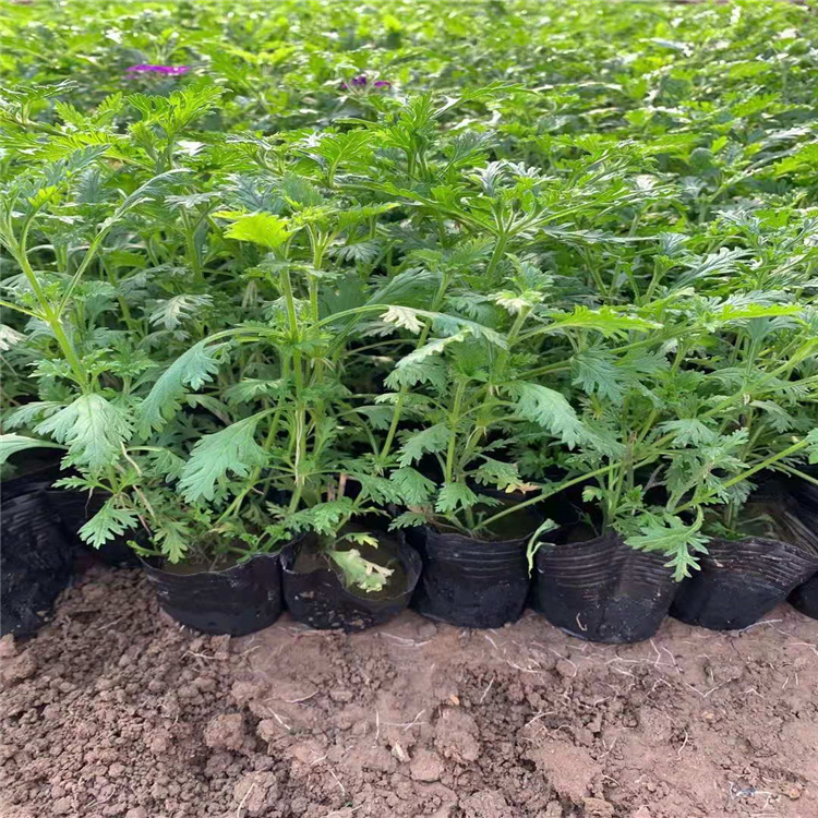 美女樱培育基地 宿根美女樱价格 美女樱大量有货 江瑞宿根花卉基地