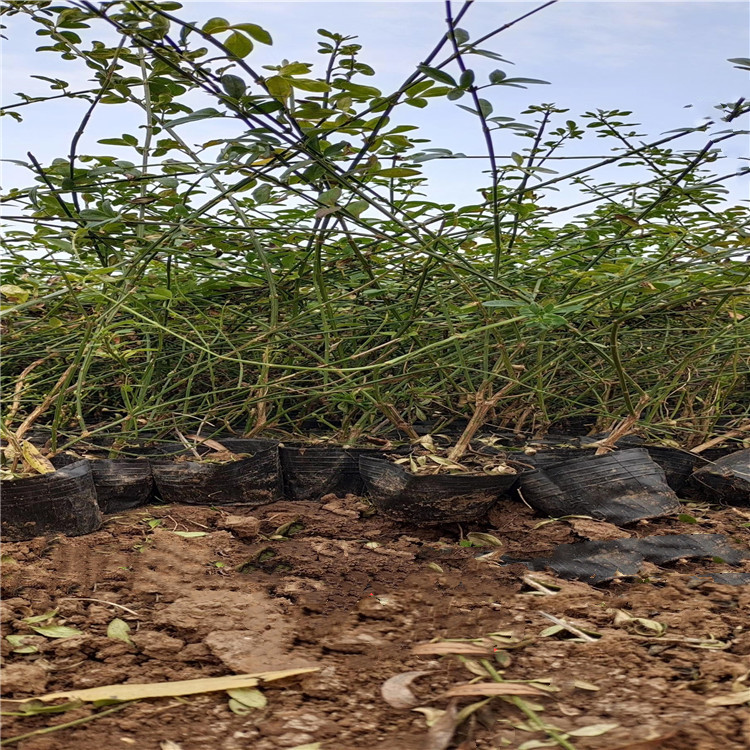 迎春花基地 迎春花报价 山东迎春花规格 迎春花大量有货 江瑞花木基地