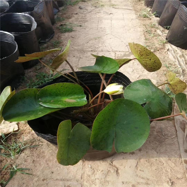 品种睡莲价格 多色睡莲基地 山东青州睡莲品种齐全 江瑞园艺水体绿化