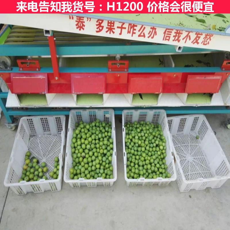 慧采脐橙选果机 小型选果机 智能选果机货号H1200