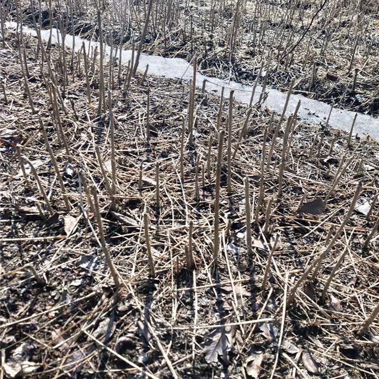 本溪桓仁刘家苗圃 刺嫩芽苗价格优惠 四月现挖苗刘家苗圃 苗木种植基地