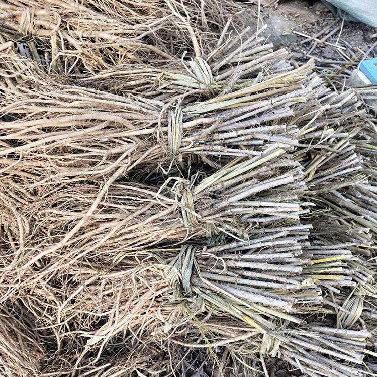 便宜刺嫩芽苗 刺嫩芽苗在线咨询 桓仁刘家苗圃 物美价廉