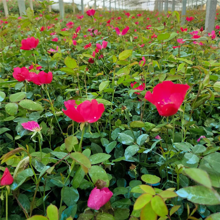 丰花月季报价 苗圃基地批发 山东丰花月季苗