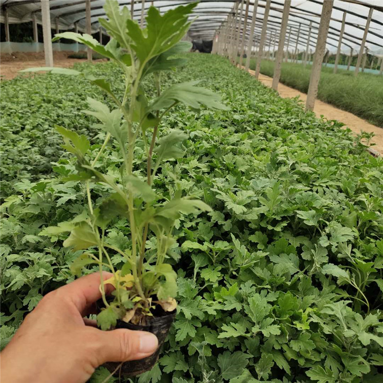 地被菊种植基地 产地供应 山东地被菊小苗