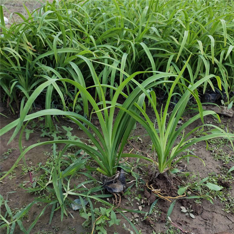 大花萱草价格 青州草花 大花萱草小苗