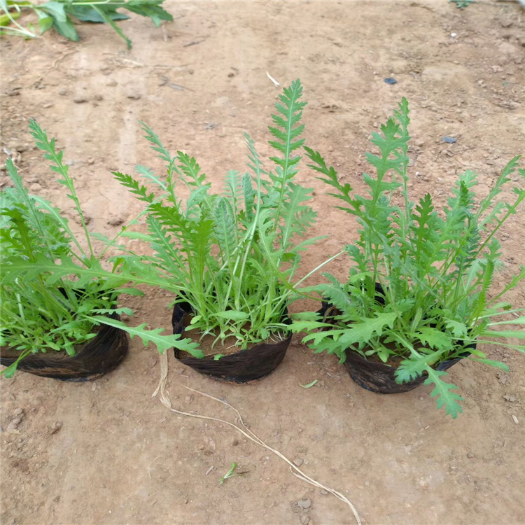 山东蓍草种植基地 盆栽蓍草价格 蓍草小苗批发 江瑞蓍草供应