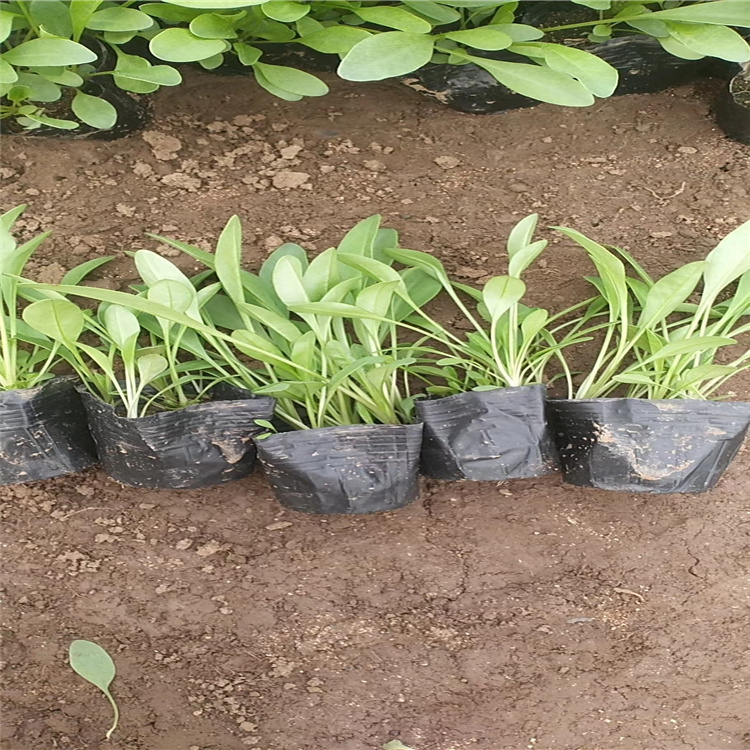 金鸡菊花海小苗批发 山东青州金鸡菊基地 金鸡菊价格 金鸡菊批售 江瑞园艺