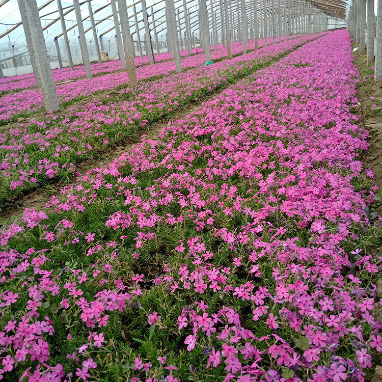 丛生禄福考  美丽芳香  山东宿根花卉芝樱供应