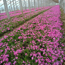 丛生禄福考  美丽芳香  山东宿根花卉芝樱供应