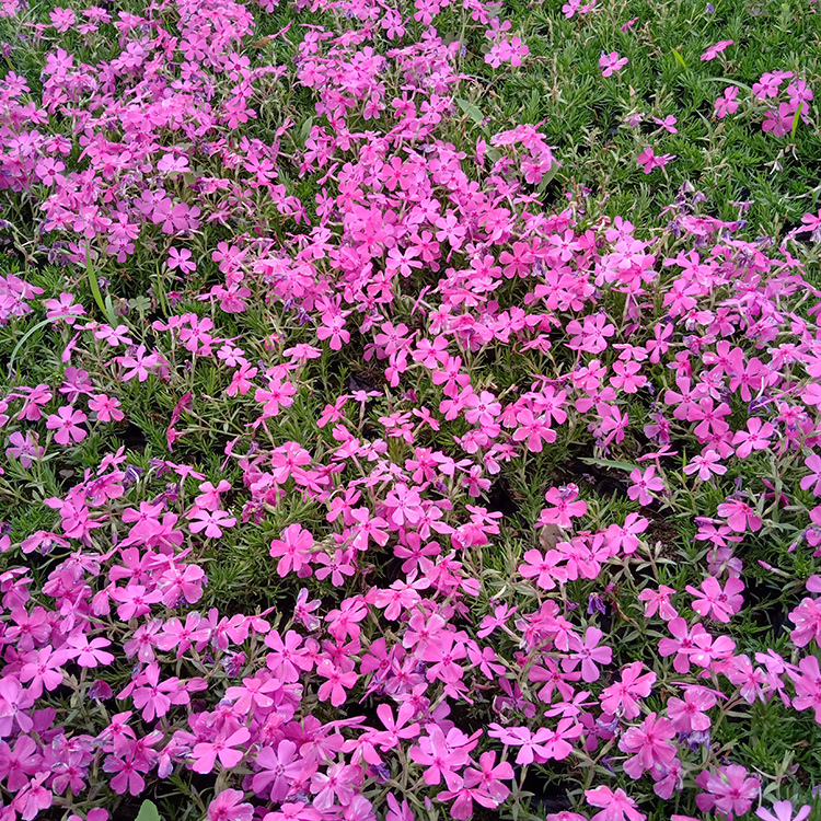 丛生福禄考花海苗  大量供应  山东宿根花卉芝樱报价