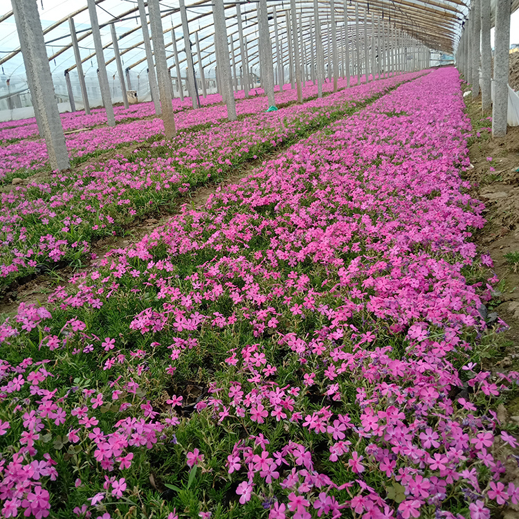 芝樱苗  打造网红花海  山东宿根花卉芝樱批发