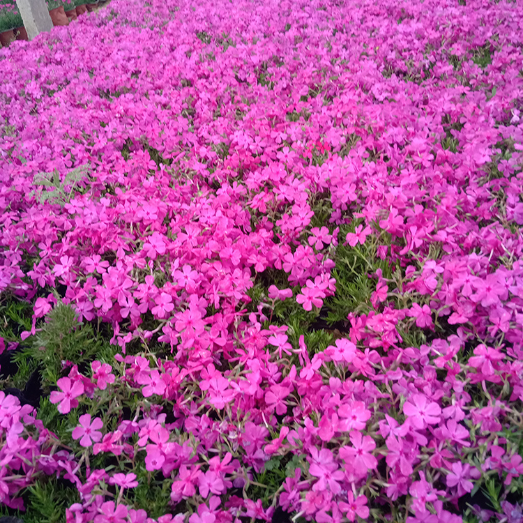 花农自营 园林景观芝樱花 芝樱培育基地