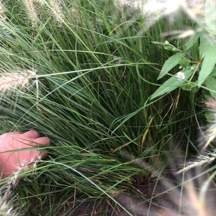 观赏草狼尾草 青州草花 苗圃基地批发 狼尾草批发