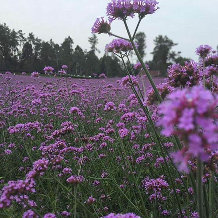 柳叶马鞭草 马鞭草批发 欢迎选购