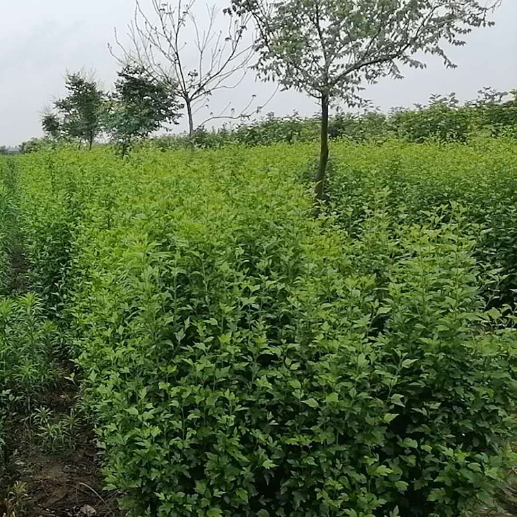 欢迎选购 丛生木槿 丛生木槿供应商
