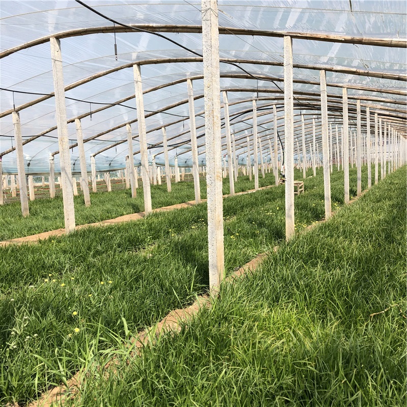 观赏草基地批发 崂峪苔草 崂峪苔草行情 好苗预定