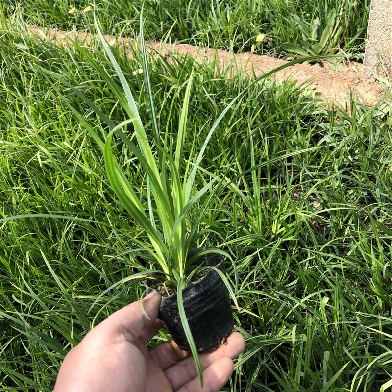 大量批发 崂峪苔草苗 崂峪苔草供货商