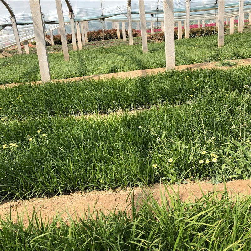 山东观赏草 崂峪苔草苗 崂峪苔草批发商 大量批发