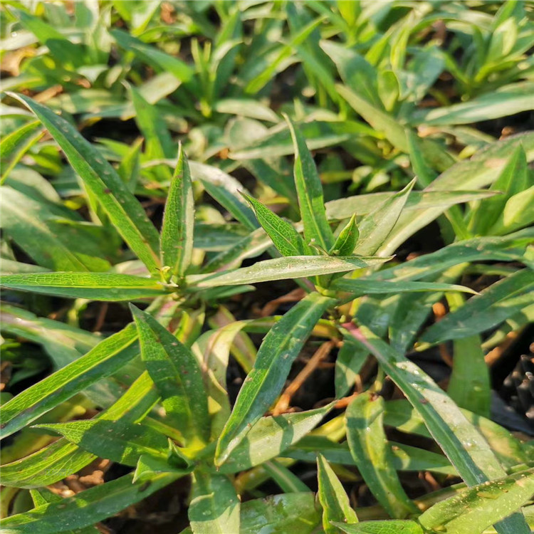 紫菀种植基地 青州紫菀价格 紫菀有售 江瑞园艺宿根花卉直批