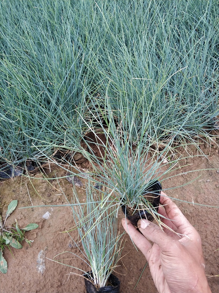 蓝羊茅价格