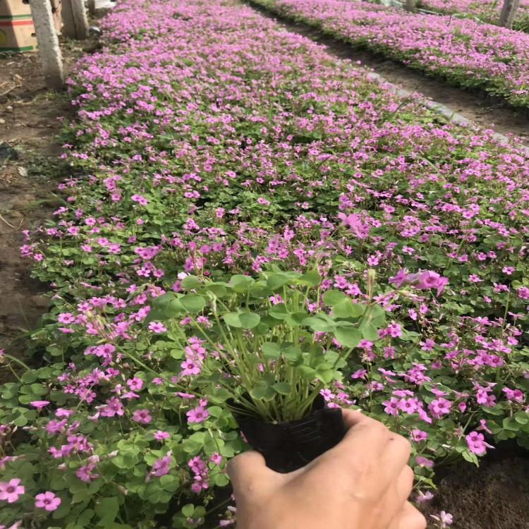 红花醡浆草价格 顺和花卉大量批发花海用醡浆草小苗